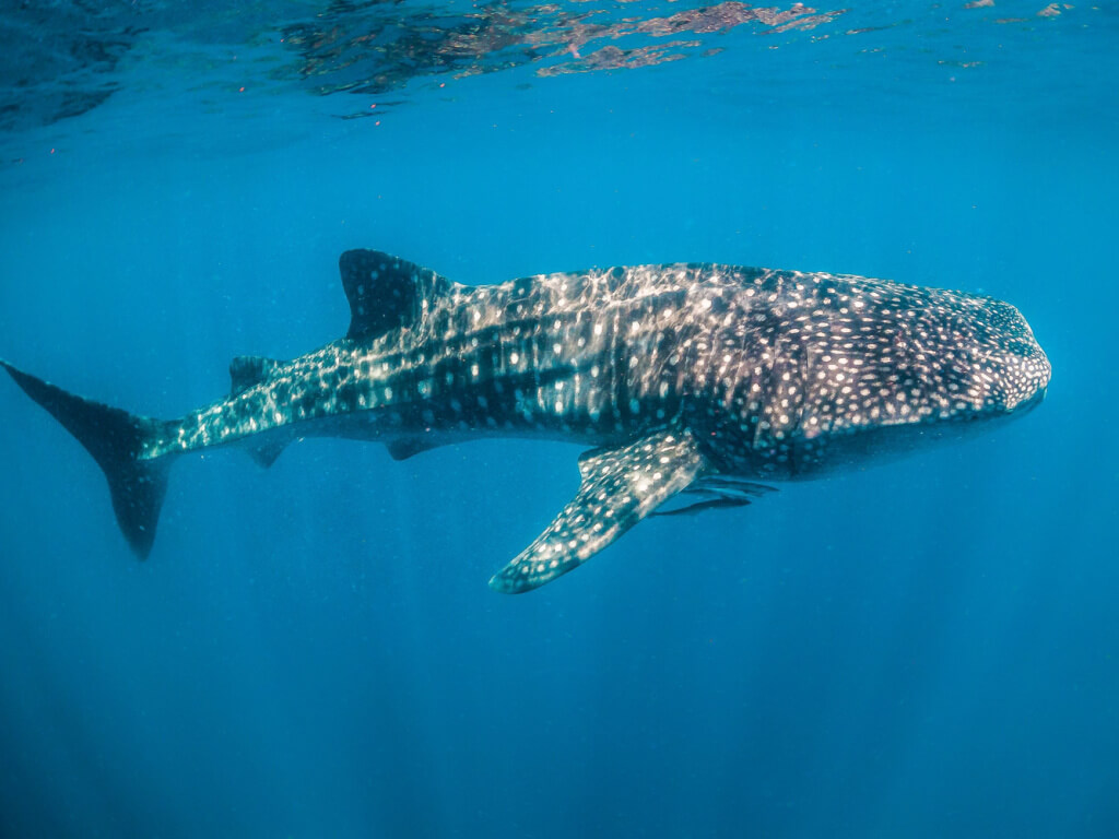 snorkelling with whale sharks