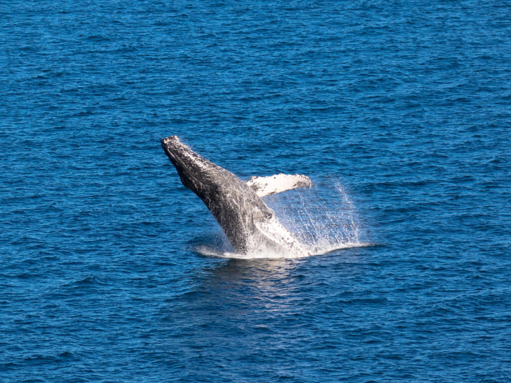 Whale watching todos santos attractions