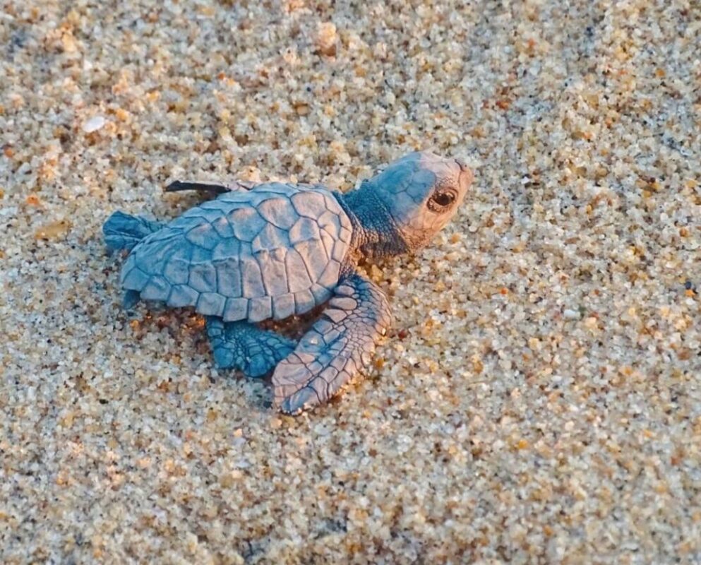 Turtle release
