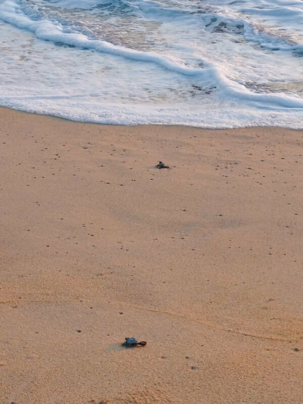 Sea turtles reaching water