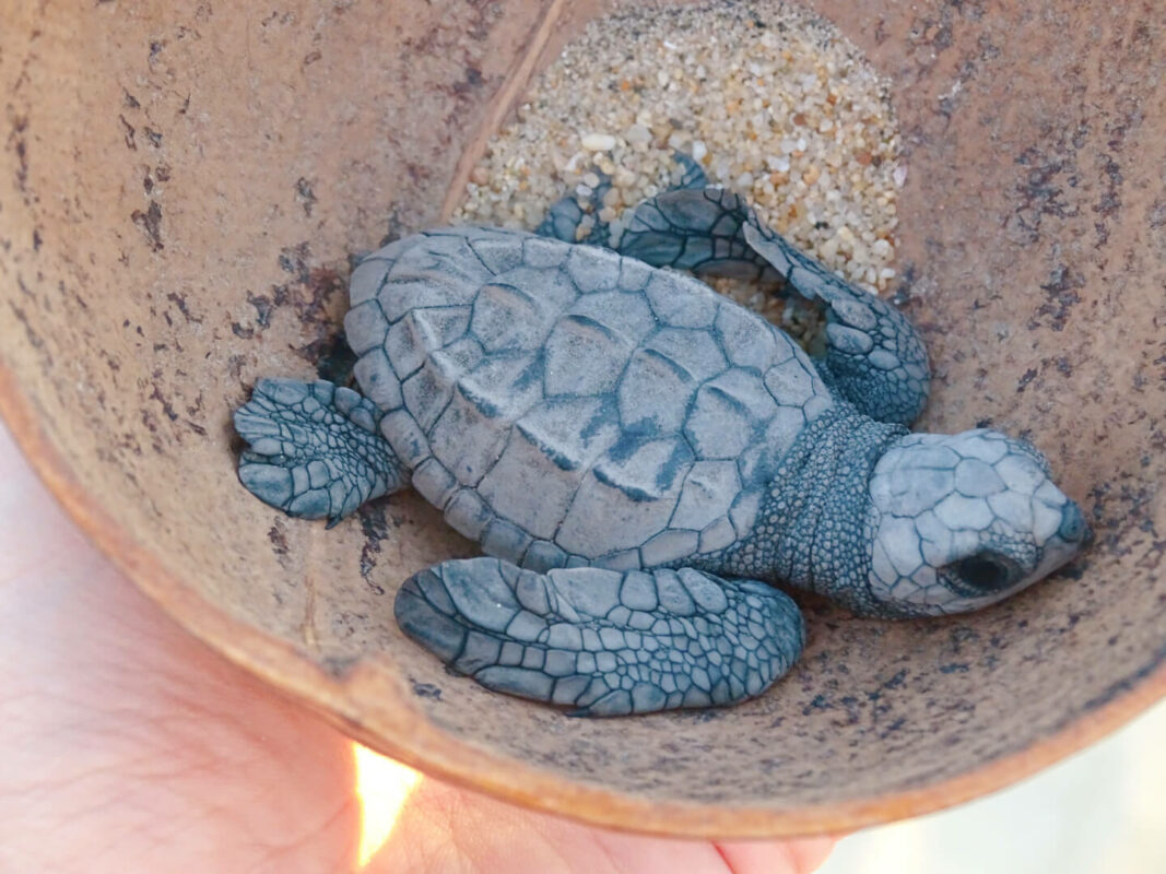 Sea turtle release Playa ventanilla things to do mazunte