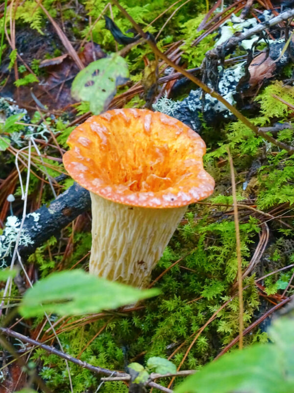 Colorful mushroom sierra nortes hike oaxaca
