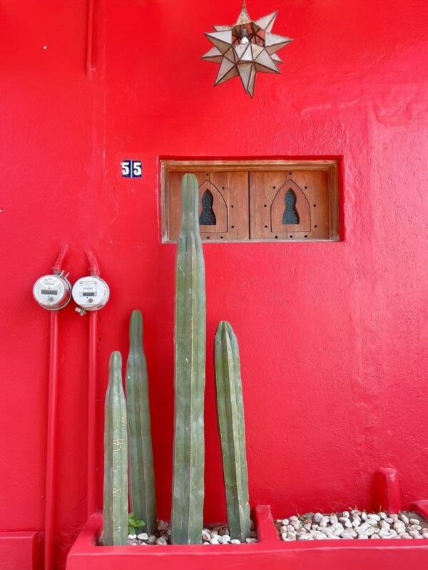 Cactus wall sayulita things to do