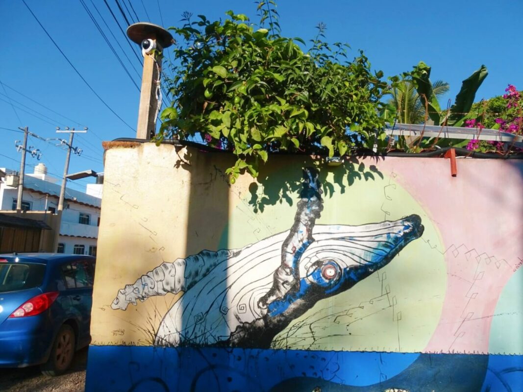 Whale street art in lo de marcos what to do