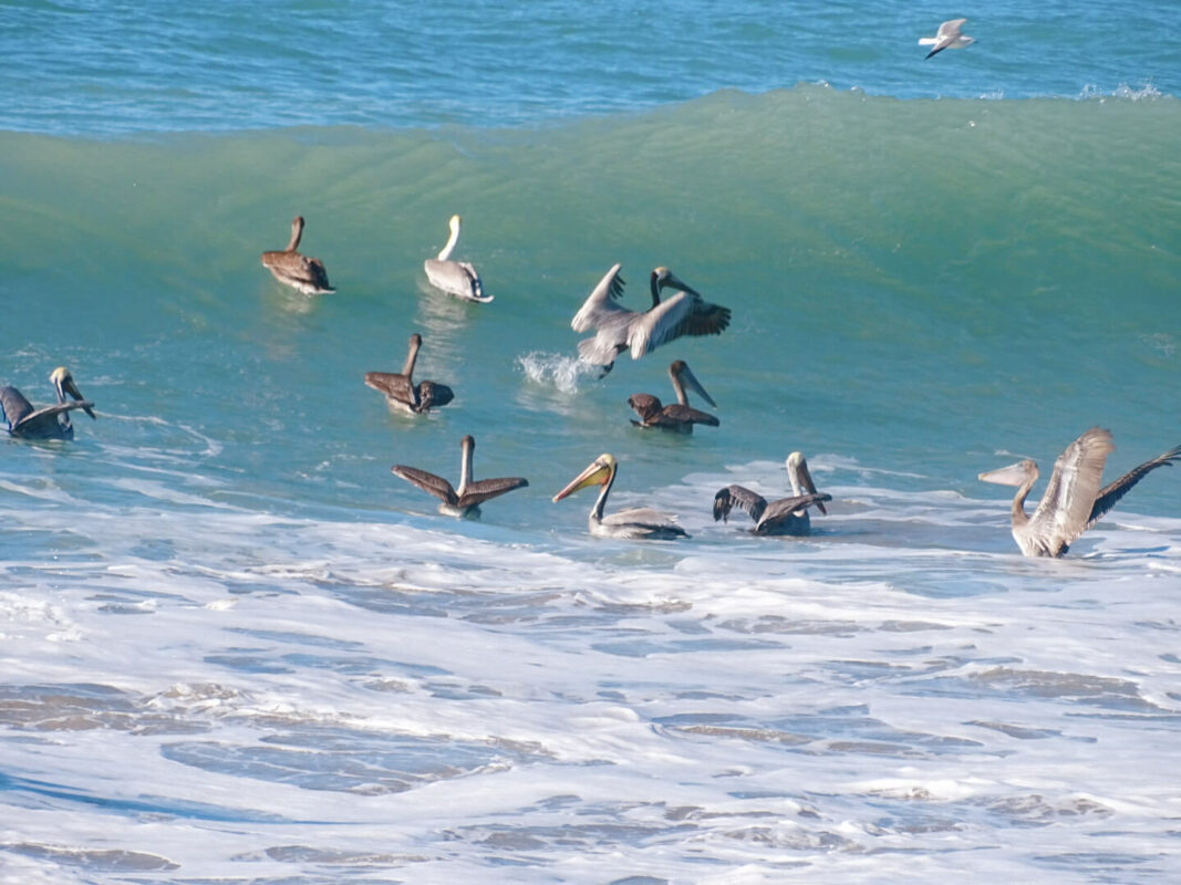 Pelicans riding waves