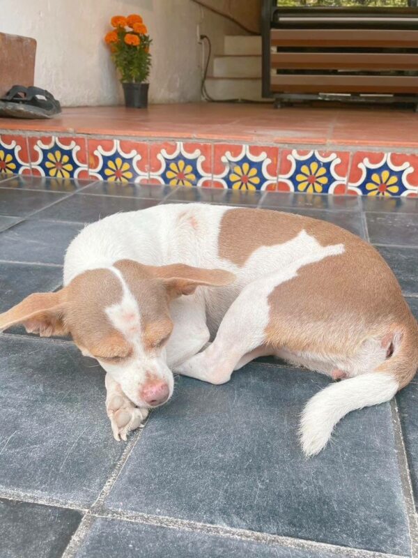 Sleeping dog at a Sayulita restaurant