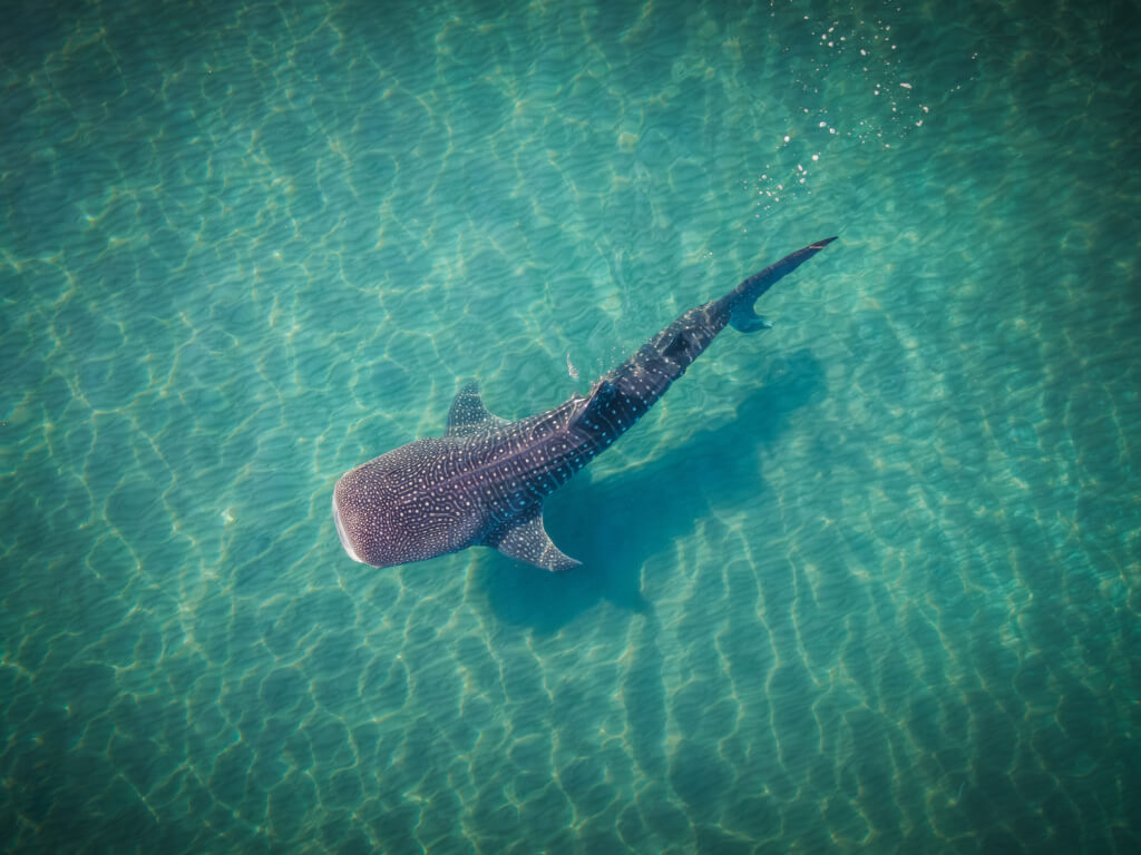 whale shark from above 