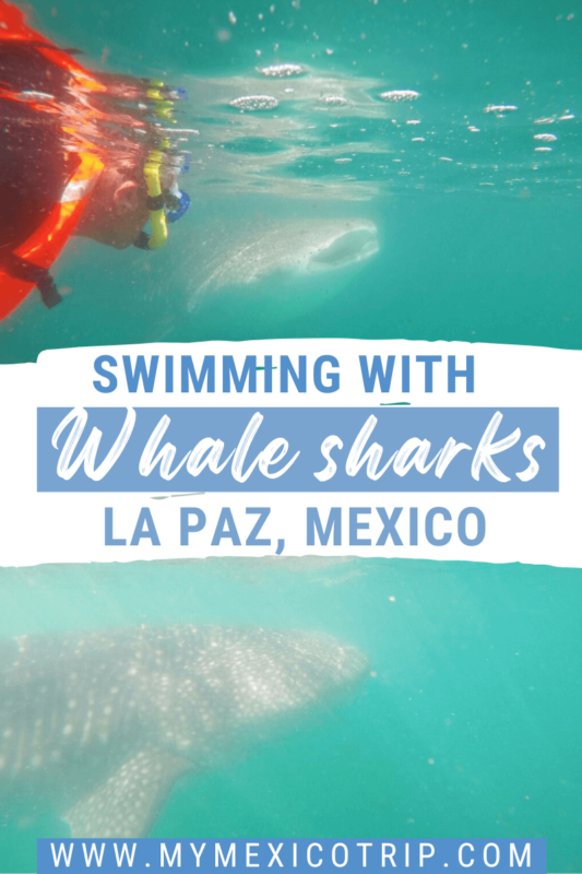 swim with whale sharks la paz